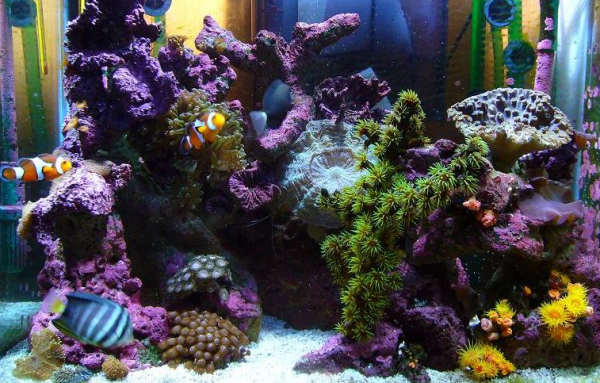 Aquarium outdoor dengan batu karang dan ikan tropis berwarna-warni
